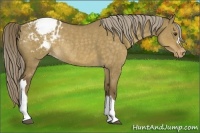 Horse Color:Chocolate Palomino Dun Varnish Rabicano