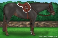 Horse Color:Liver Chestnut Rabicano 