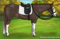 Horse Color:Liver Chestnut Splash 