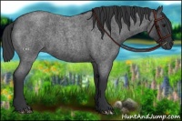 Horse Color:Blue Roan 
