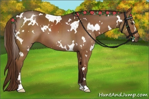 Horse Color:White Spotted Liver Chestnut 