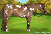 Horse Color:White Spotted Liver Chestnut 