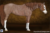 Horse Color:Red Roan Splash 