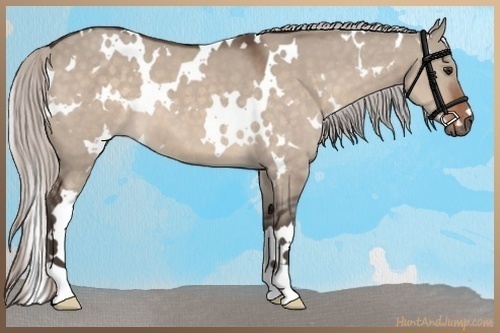 Horse Color:White Spotted Silver Brown Dun 
