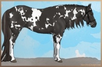 Horse Color:White Spotted Liver Chestnut 