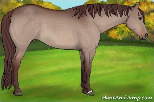 Horse Color:Chocolate Brown Dun 