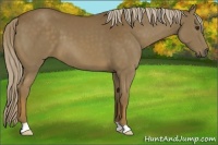 Horse Color:Chocolate Palomino 