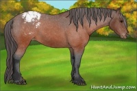 Horse Color:Brown Appaloosa