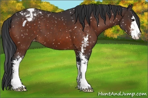 Horse Color:Brown Sabino Snowflake Varnish