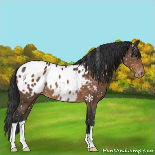 Horse Color:Brown Appaloosa 