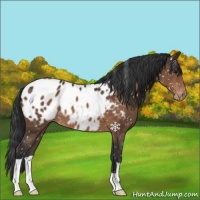 Horse Color:Brown Appaloosa