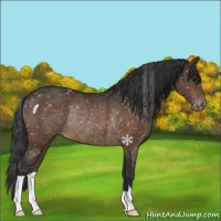 Horse Color:Brown Appaloosa Rabicano 