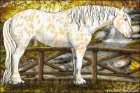 Horse Color:Palomino Leopard  and Palomino Leopard 