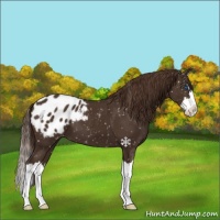 Horse Color:Liver Chestnut Sabino Splash Appaloosa 