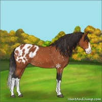 Horse Color:Bay Roan Splash Appaloosa