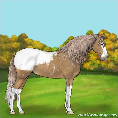 Horse Color:Gray Palomino Splash Appaloosa 