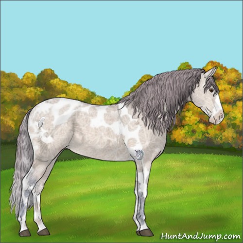 Horse Color:Watercolor Buckskin Ice Dun Splash Tobiano Appaloosa 