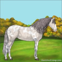 Horse Color:Watercolor Buckskin Ice Dun Splash Tobiano Appaloosa 