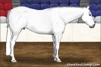 Horse Color:Gray Bay 