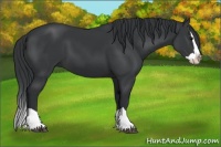 Horse Color:Black Splash 