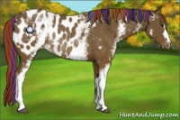 Horse Color:Painted White Spotted Chestnut Blanket Rabicano