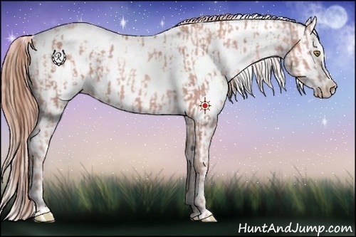 Horse Color:Gold Champagne Appaloosa  and Gold Champagne Appaloosa 