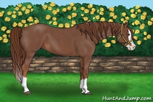 Horse Color:Red Roan Splash 