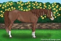 Horse Color:Red Roan Splash