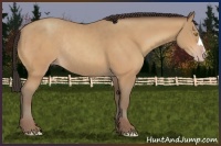 Horse Color:Sable Champagne Rabicano