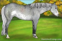 Horse Color:Silver Black Chinchilla Ice Frame 