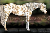 Horse Color:Palomino Leopard  and Palomino Leopard 