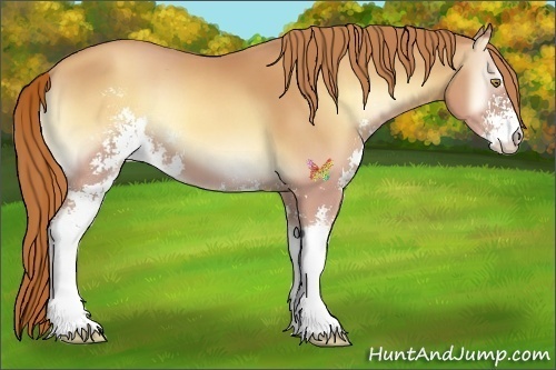 Horse Color:Gold Champagne Onyx Sabino