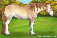 Horse Color:Gold Champagne Onyx Sabino