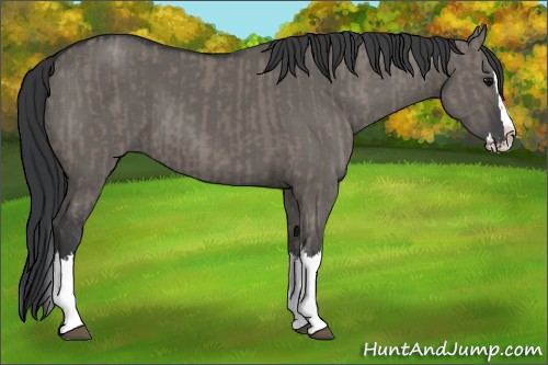 Horse Color:Grullo Sabino Splash  and Grullo Sabino Splash 