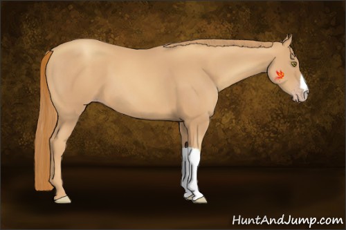 Horse Color:Gold Champagne 