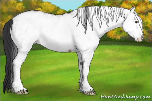 Horse Color:White Spotted Brown 