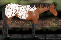 Horse Color:Bay Appaloosa 