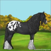 Horse Color:Black Appaloosa