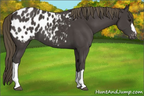 Horse Color:Smoky Black Appaloosa 
