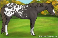 Horse Color:Smoky Black Appaloosa 