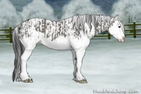 Horse Color:Grullo Sabino Splash  and Grullo Sabino Splash 