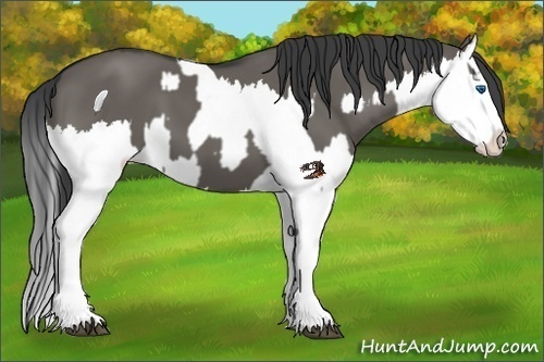 Horse Color:Grullo Sabino Splash  and Grullo Sabino Splash 
