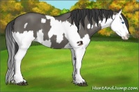 Horse Color:Grullo Sabino Splash  and Grullo Sabino Splash 