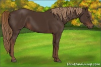 Horse Color:Liver Chestnut 