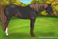 Horse Color:Liver Chestnut 