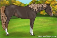 Horse Color:Liver Chestnut 