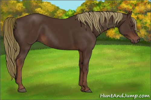 Horse Color:Liver Chestnut 