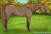 Horse Color:Liver Red Dun 