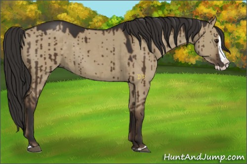 Horse Color:Liver Red Dun Splash 