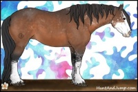 Horse Color:Bay Sabino 